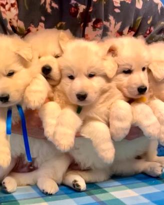 Cuccioli Pastore Svizzero Bianco