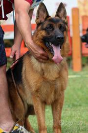 Pastore Tedesco adulto