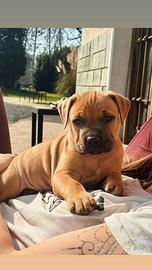 Cuccioli con pedigree