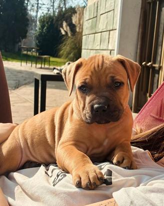 Cuccioli con pedigree