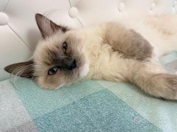 Cucciola Ragdoll 4 mesi