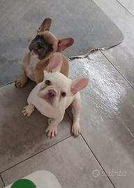 bulldog 