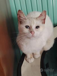 Ofelia gattina 4 mesi