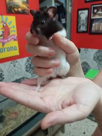 Coppia criceti dorati