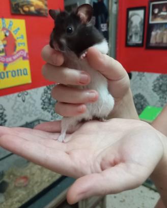 Coppia criceti dorati