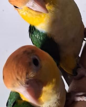 Caicco allevato a mano