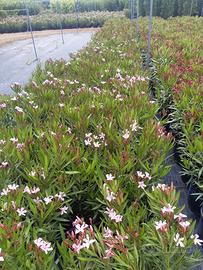 Piante di oleandro (nerium oleander) 1-4 metri