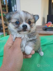 Cucciolo di chihuahua pelo lungo
