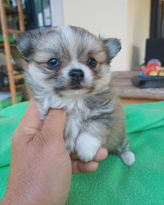 Cucciolo di chihuahua pelo lungo