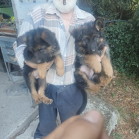Cuccioli di Pastore Tedesco