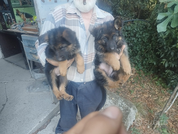 Cuccioli di Pastore Tedesco