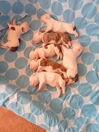 Cuccioli bulldog americano