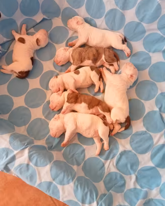 Cuccioli bulldog americano