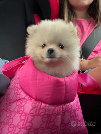 Volpini Pomerania