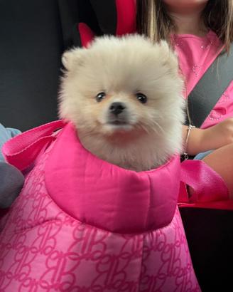 Volpini Pomerania