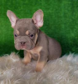 Bulldog