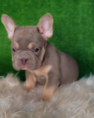 Bulldog