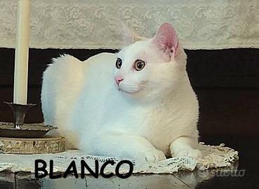 BLANCO e SUGAR mici di 8 mesi