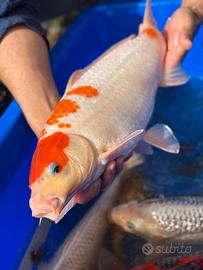 Carpe koi Giapponesi