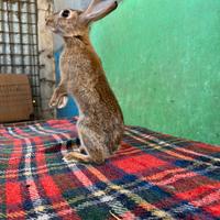 Mini lepri / conigli