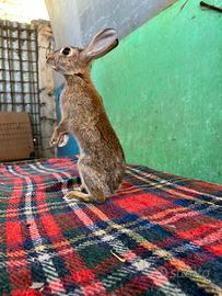 Mini lepri / conigli