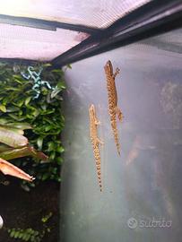 2 Lepidodactylus lugubris