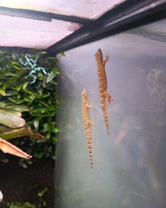 2 Lepidodactylus lugubris