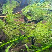 Stelo di Ceratophyllum demersum