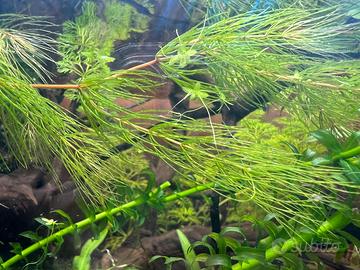 Stelo di Ceratophyllum demersum