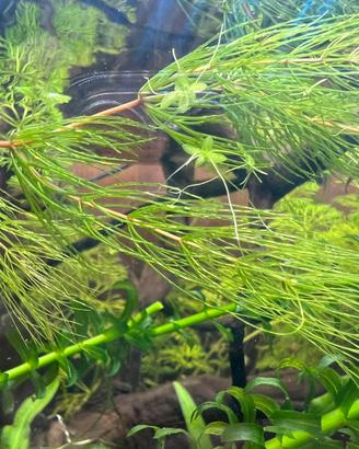 Stelo di Ceratophyllum demersum
