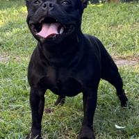 Staffordshire Bull terrier