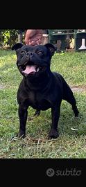 Staffordshire Bull terrier