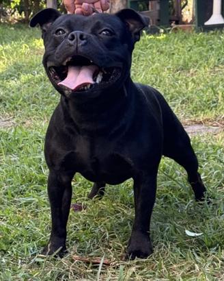 Staffordshire Bull terrier