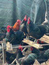Galli Australorp e Marans