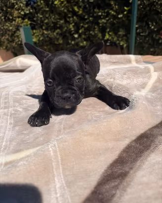 Cuccioli bulldog francese