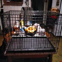 Gabbia x coniglio o piccoli animali