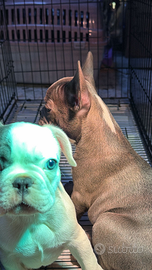 Bulldog francesi