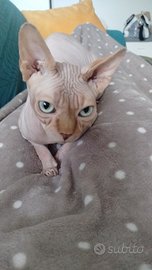 Sphynx gatto senza pelo