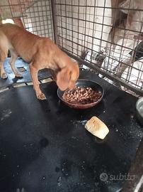 Cane da caccia