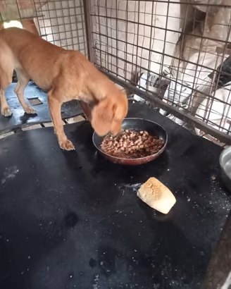 Cane da caccia