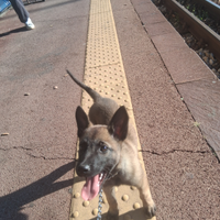 Pastore belga malinios