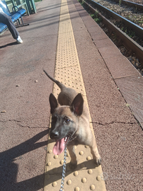 Pastore belga malinios