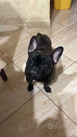 Bulldog francese