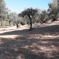 Uliveto strada di pomata Tivoli