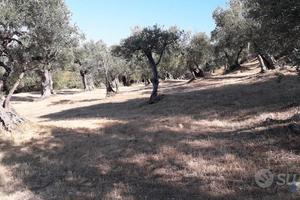 Uliveto strada di pomata Tivoli