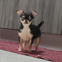 Femmina chihuahua 3 mesi