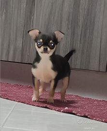 Femmina chihuahua 3 mesi