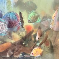 Discus misti vari modeli