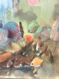 Discus misti vari modeli