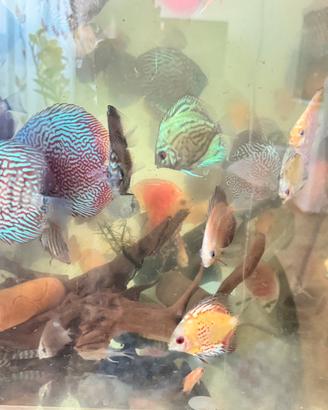 Discus misti vari modeli